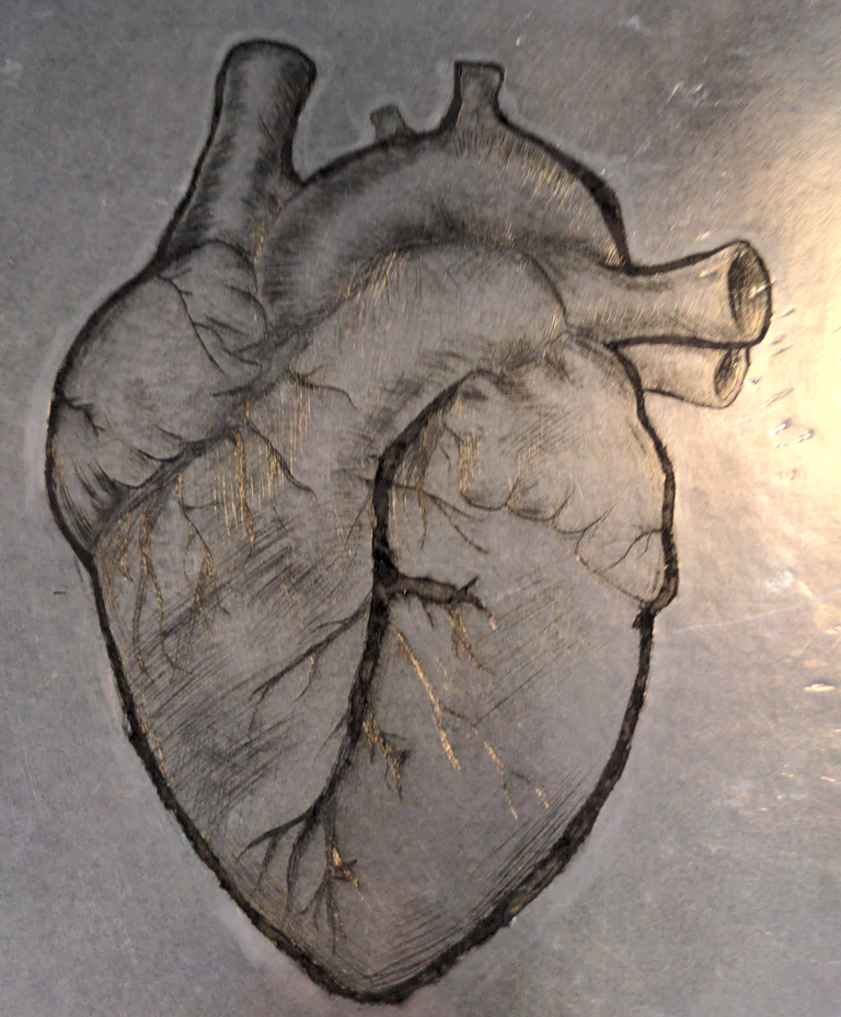 Line drawing of a human heart on a silver background