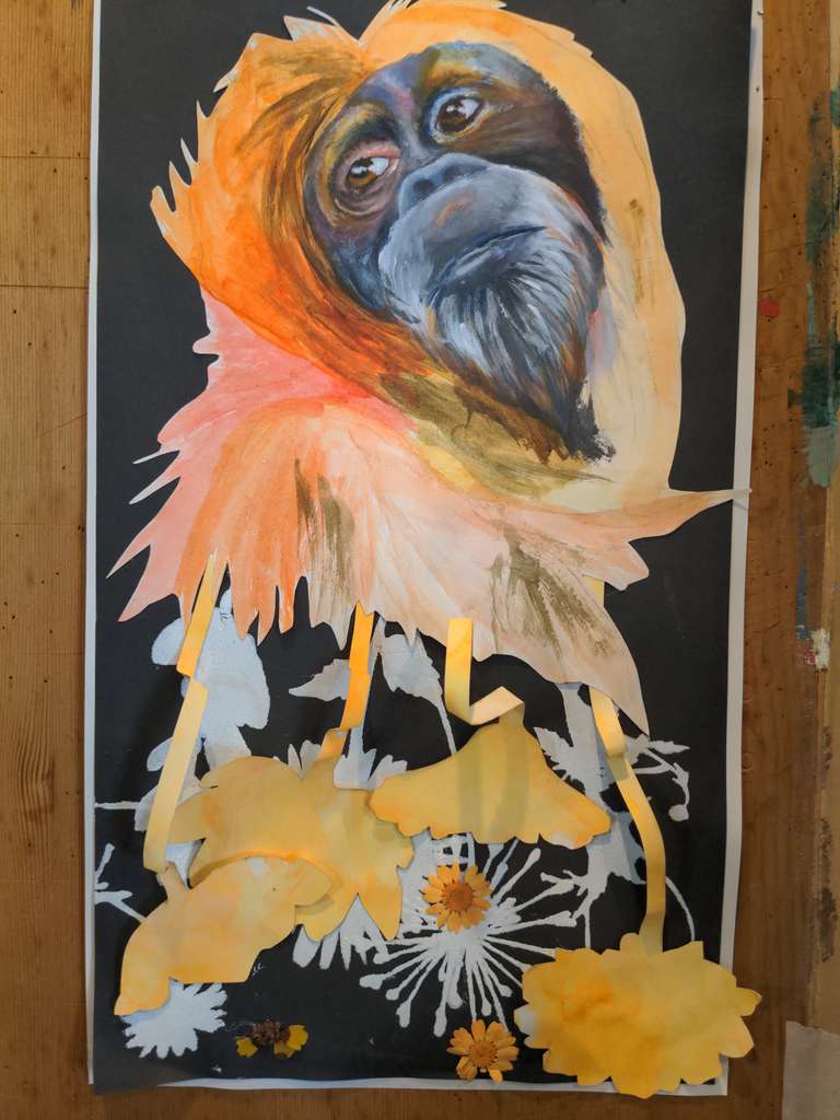 Orangutan on a black background