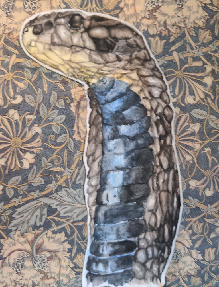 A snake 